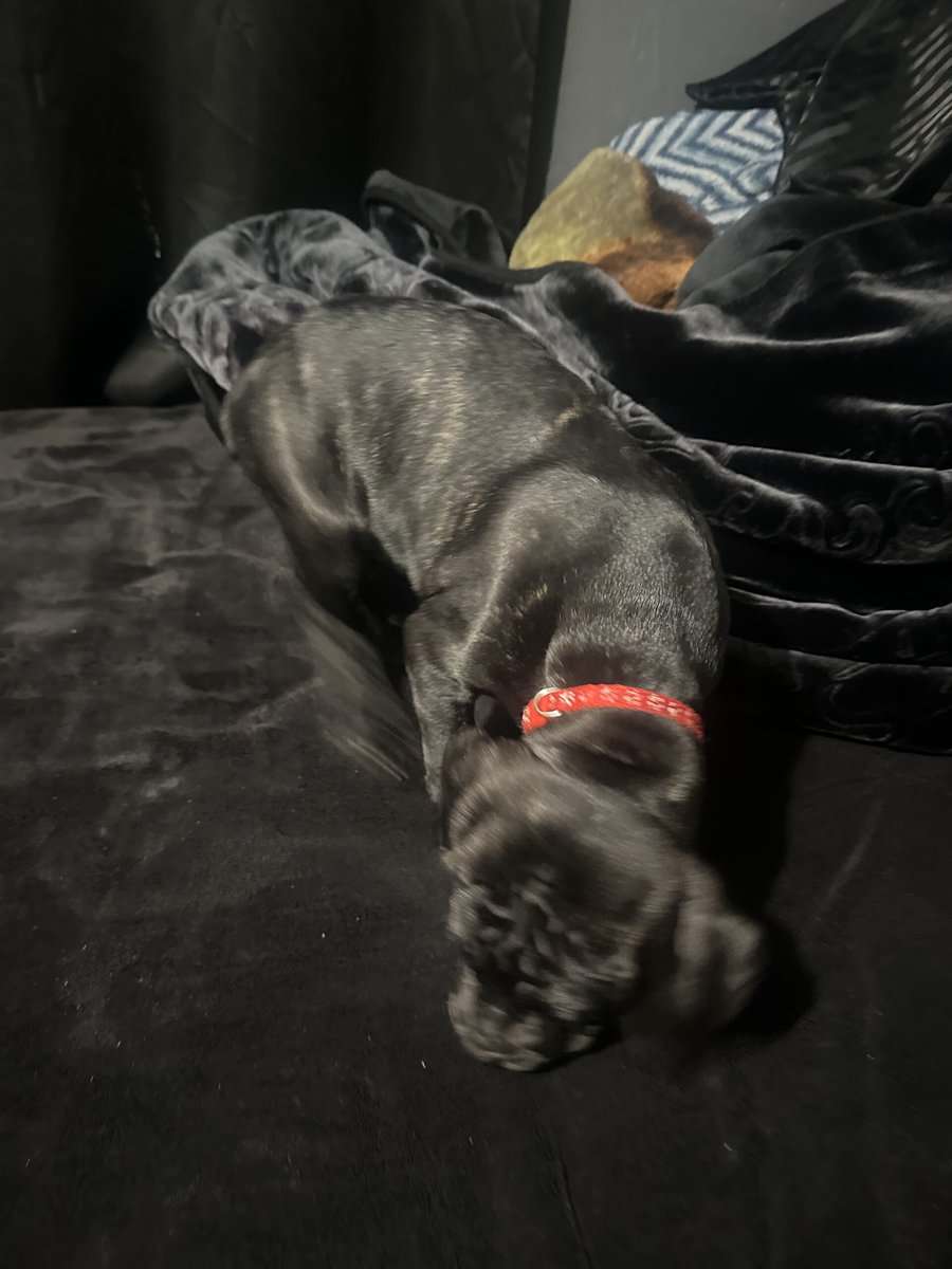 Cane Corso image 3