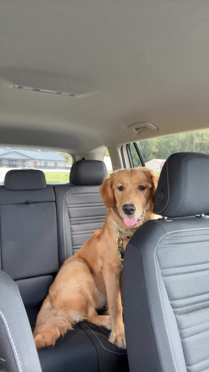 The Perfect Golden Retriever image 5