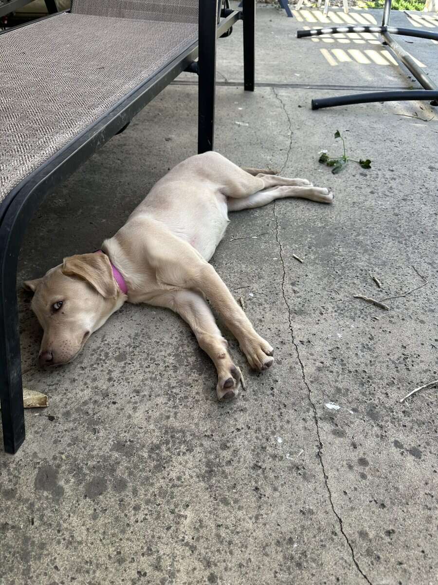 Free Six Month Old Female American Labrador Puppy image 3