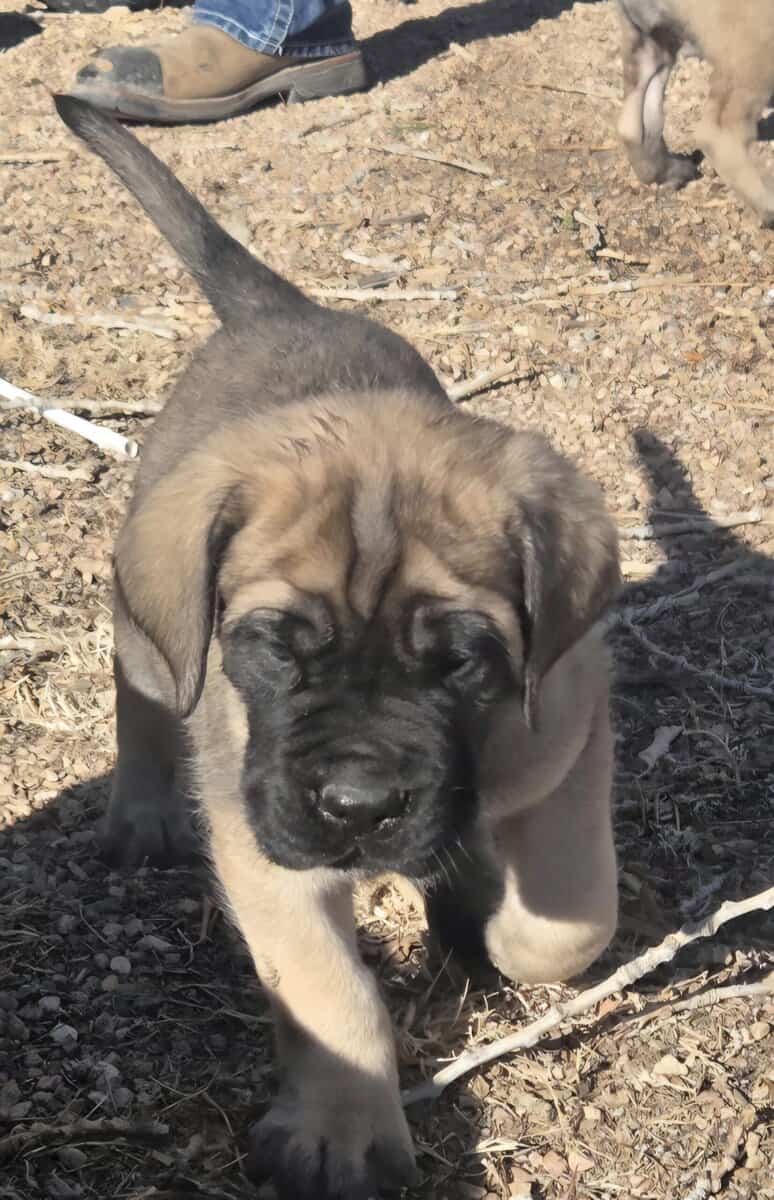 Akc English Mastiff Puppies image 3