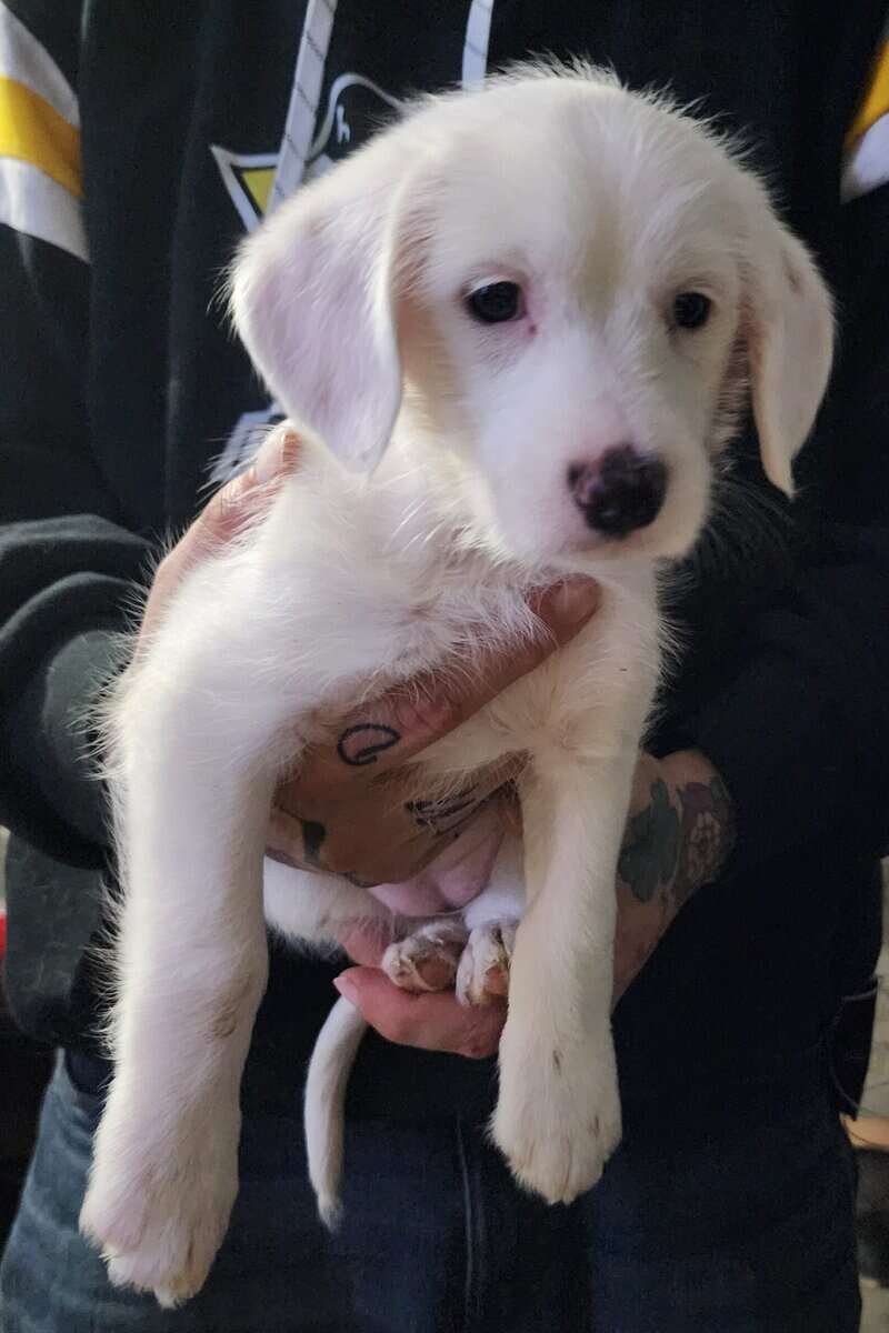 Blue Heeler/Cocker Spaniel/Terrier Mixes image 4