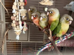 Greencheek Conures- Pineapple