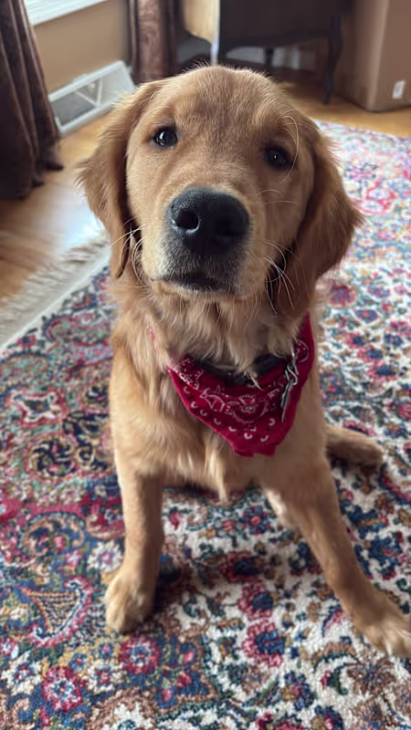My name is Sammy! Golden Retriever 7 months image 3