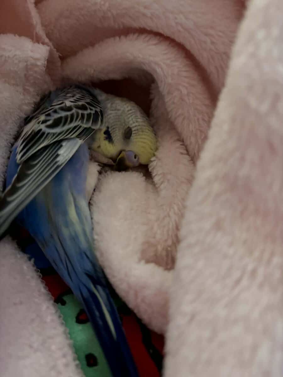 Baby Parakeets image 1