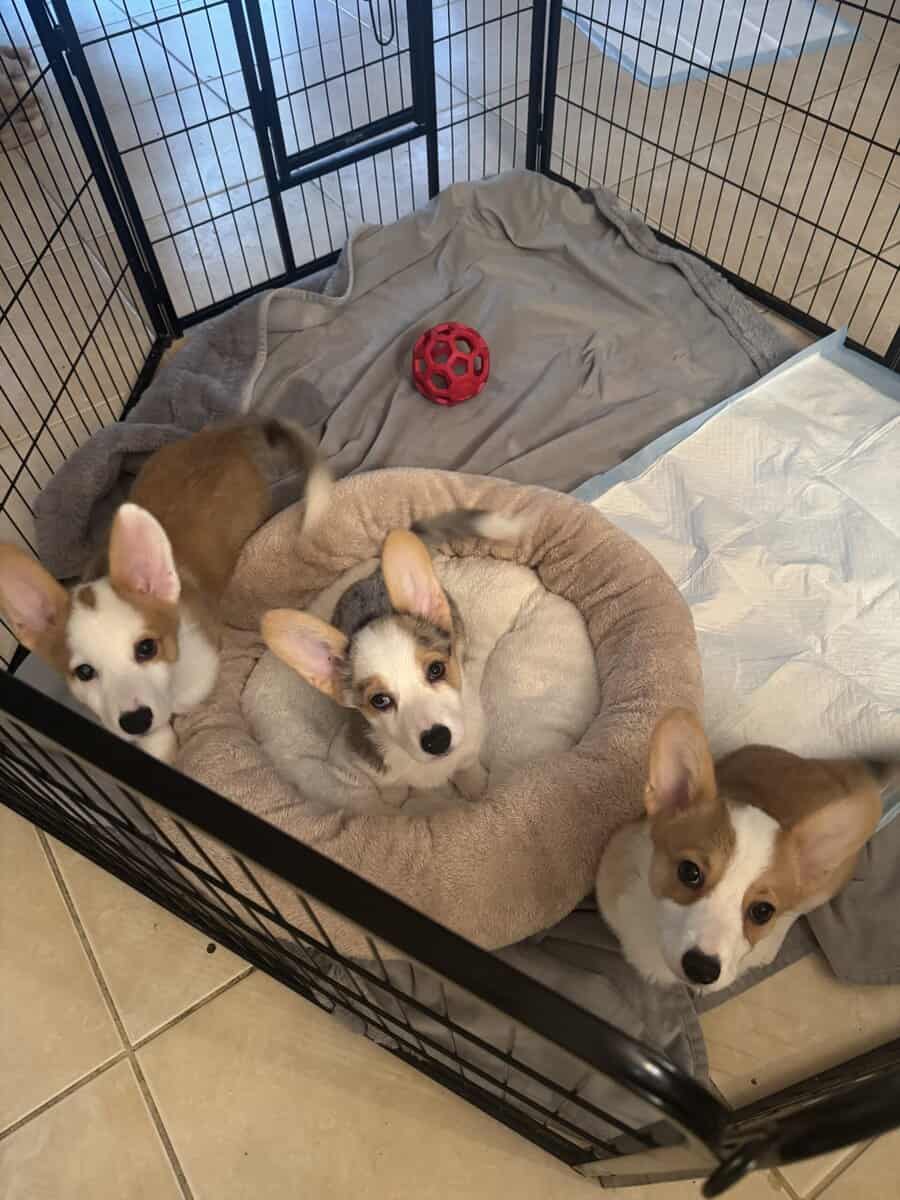 Adorable Corgi Puppies Ready for Loving Homes 🐾 image 1