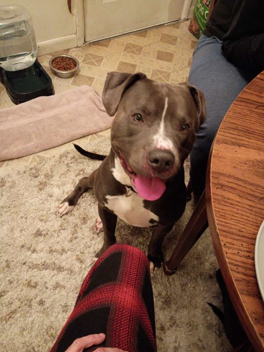 Looking for a home for Kilo image 1
