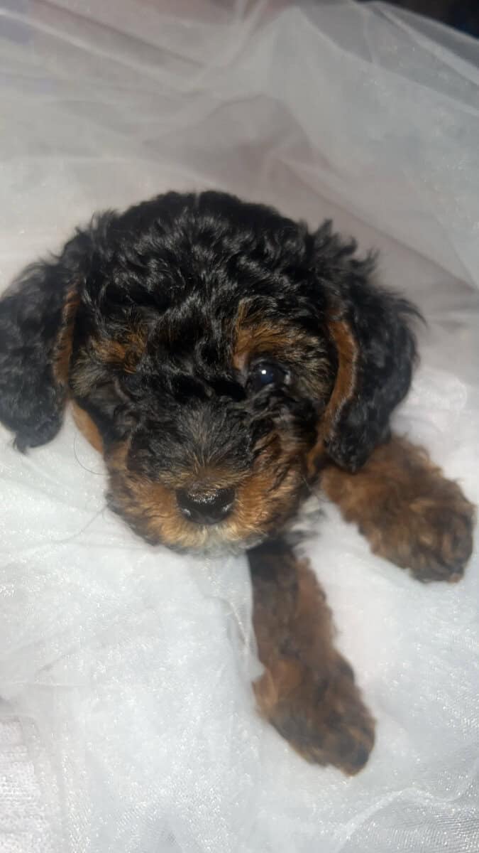 Tiny Doodle Puppies for Christmas in Iowa image 2