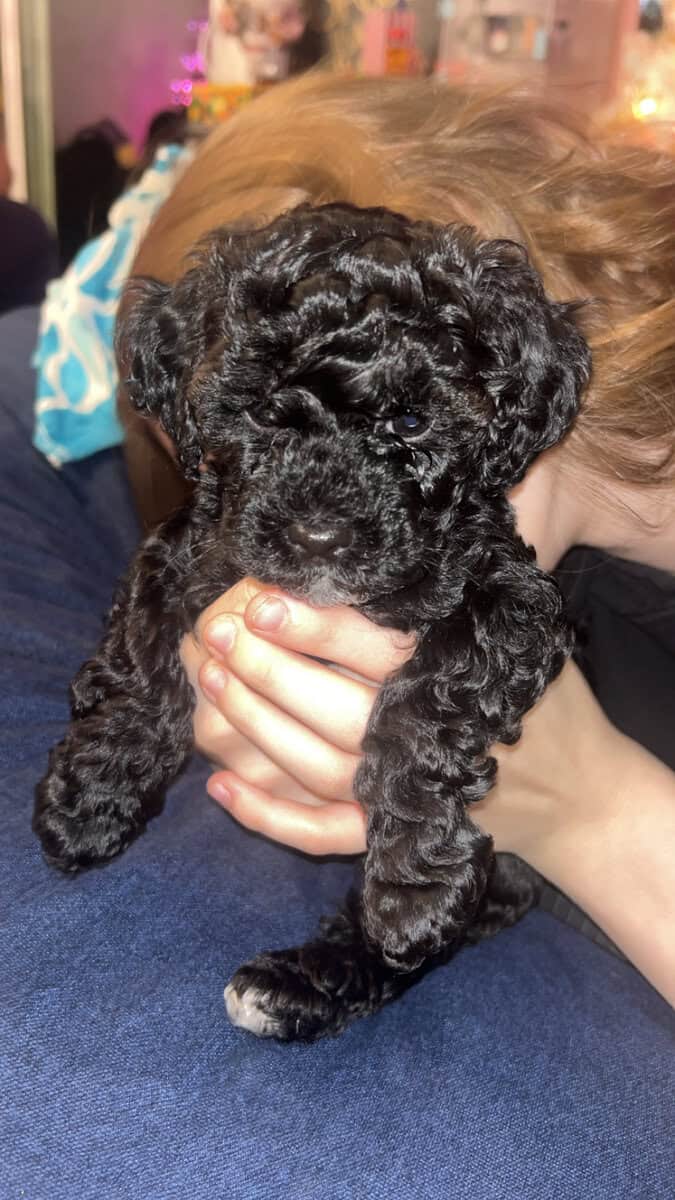 Tiny Doodle Puppies for Christmas in Iowa image 12
