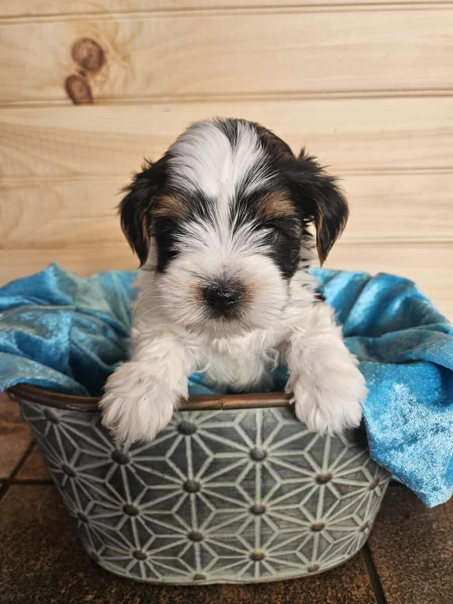German Yorkie (Biewer Terrier) boy image 2