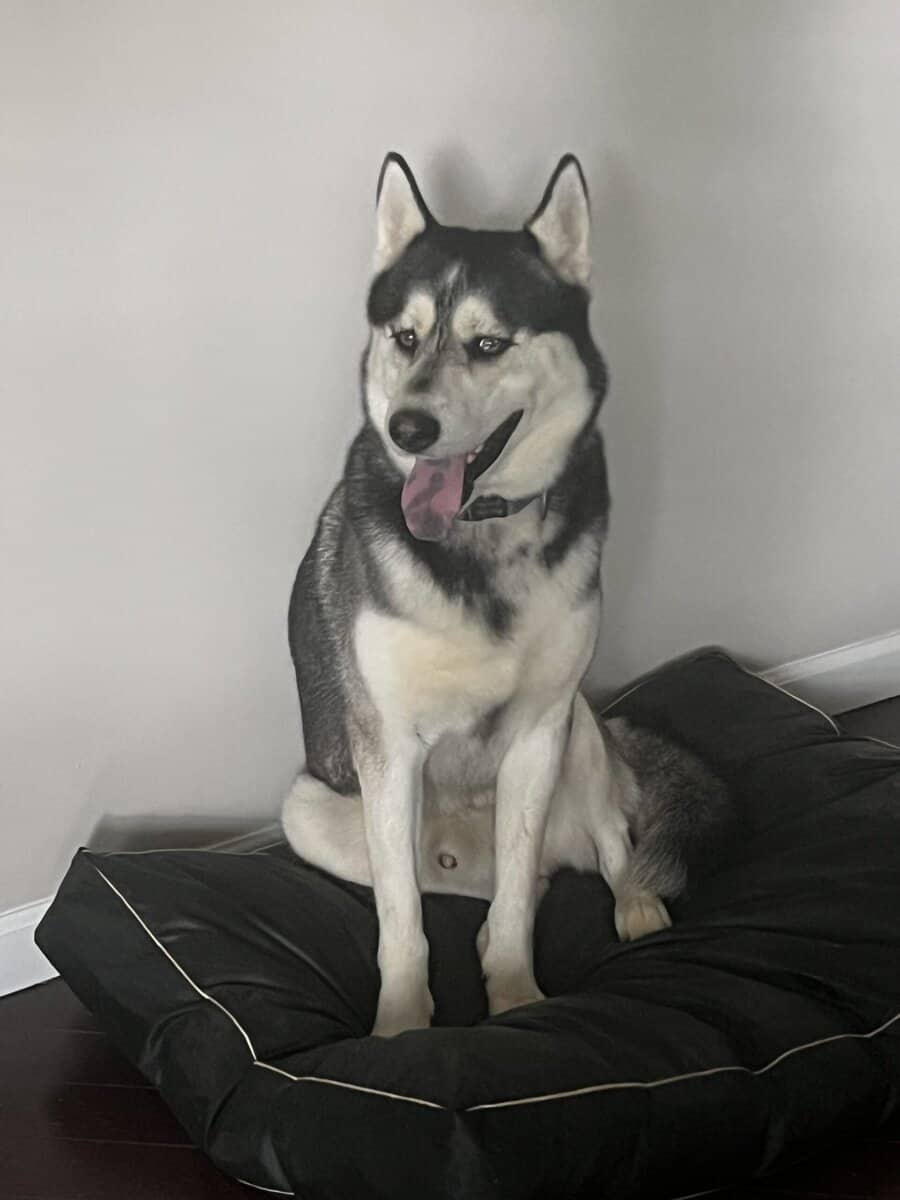 Siberian Husky image 1