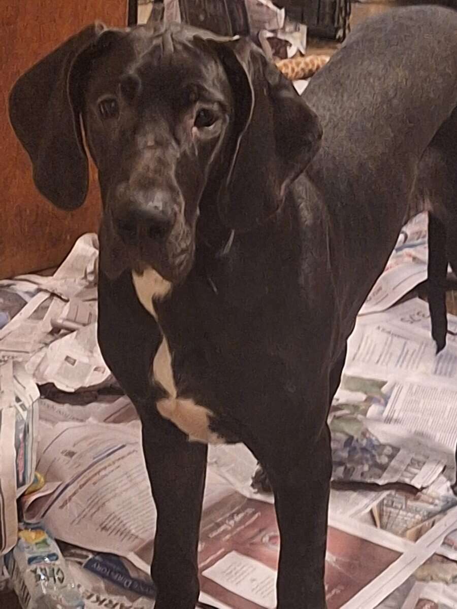 Great Dane puppies for sale image 2