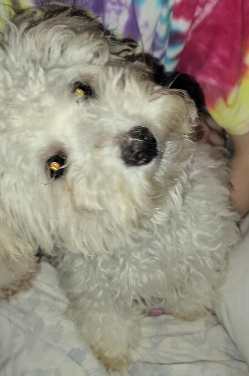 Mini poodle image 5