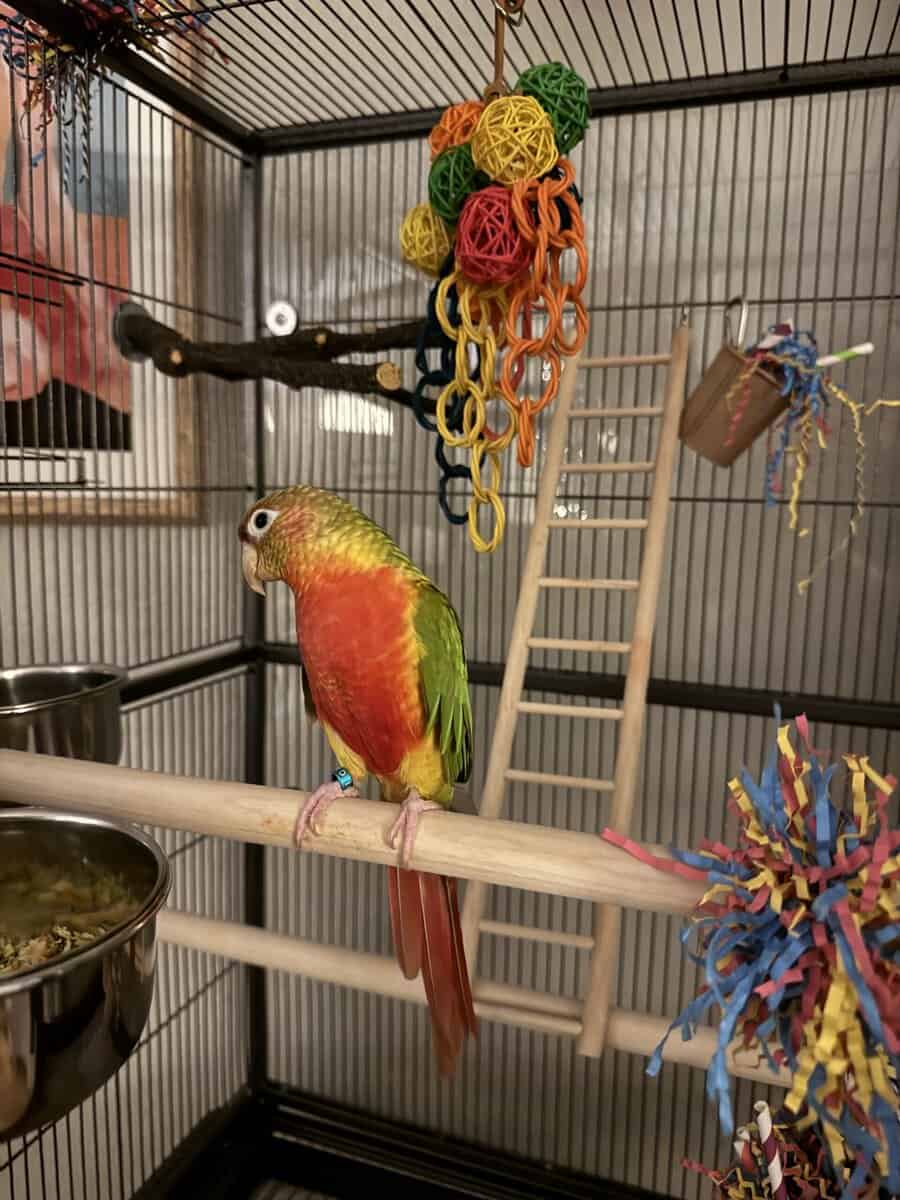 Green Cheek Conure image 2