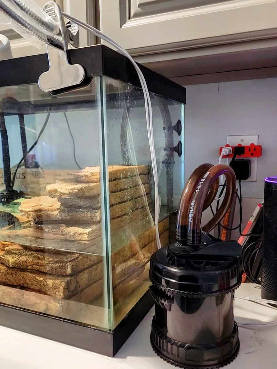 Looking for a Loving home for Our 2 Turtles image 2