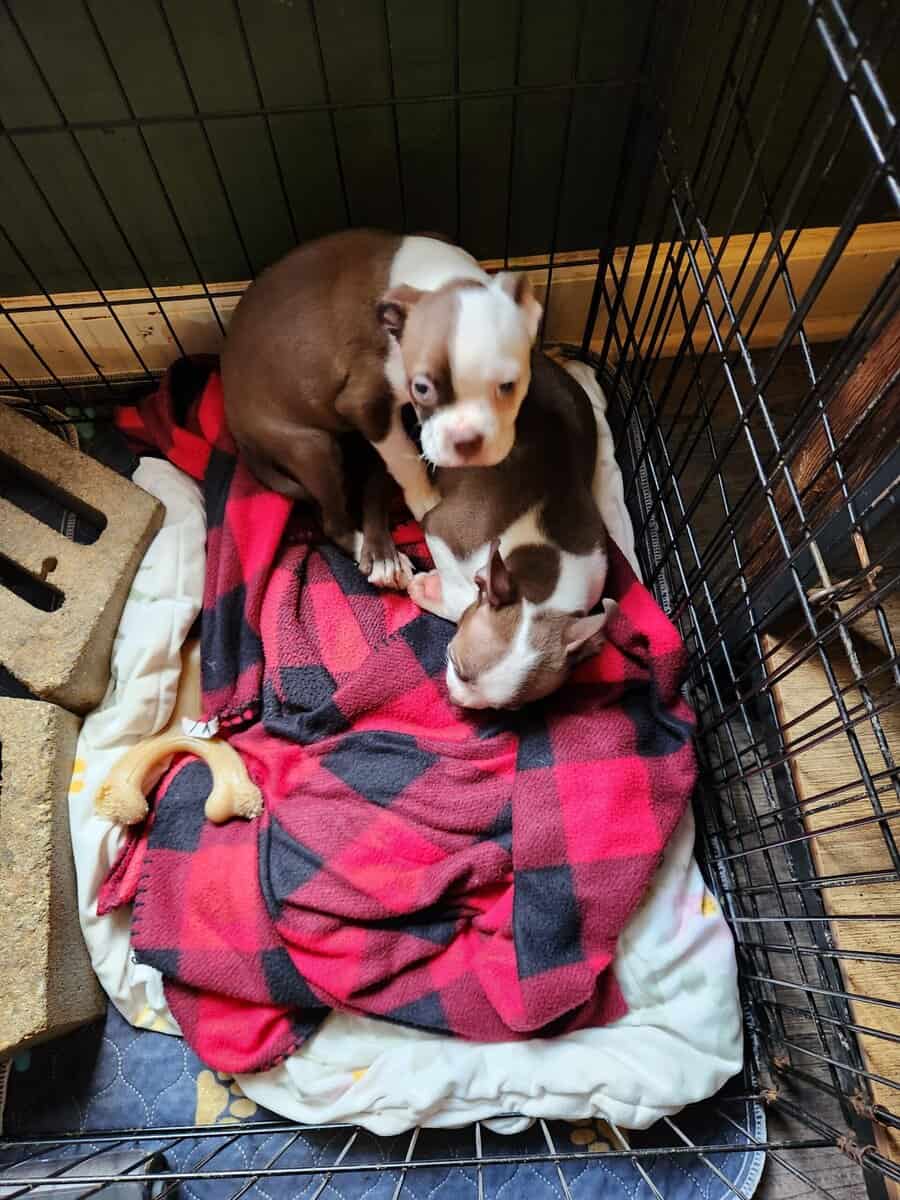 I have two Boston Terrier puppies AKC image 2