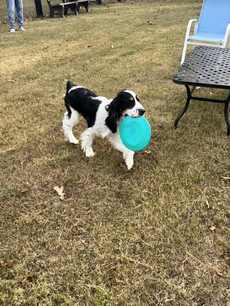 English Springer Spaniel image 4