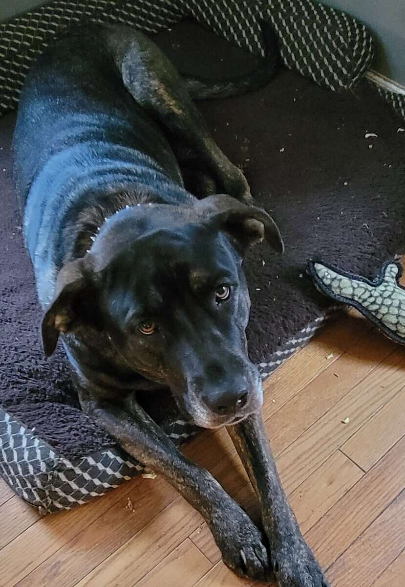 Female, large mixed breed, 3yrs old image 2