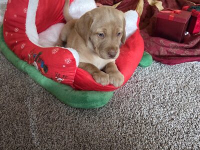 Purebred Red Lab Puppies