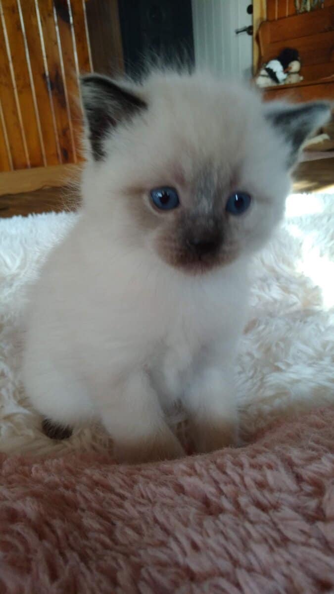 siamease kittens image 2