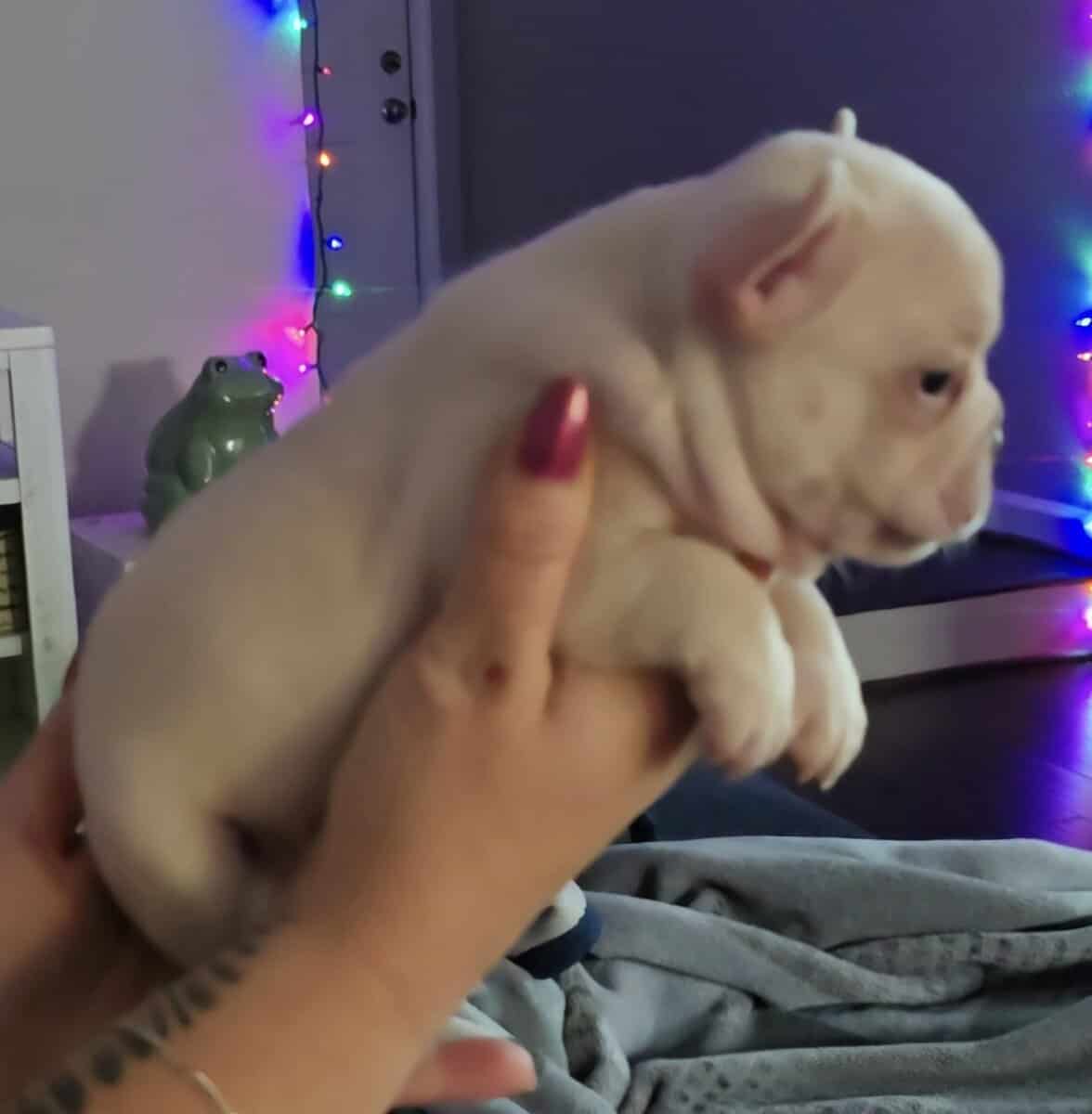 PLATINUM AKC FRENCH BULLDOG - MALE image 2
