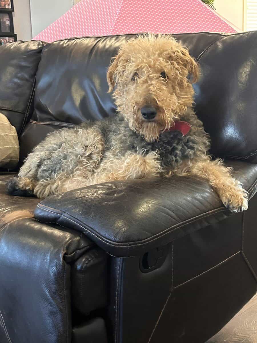 Airedale terrier image 4