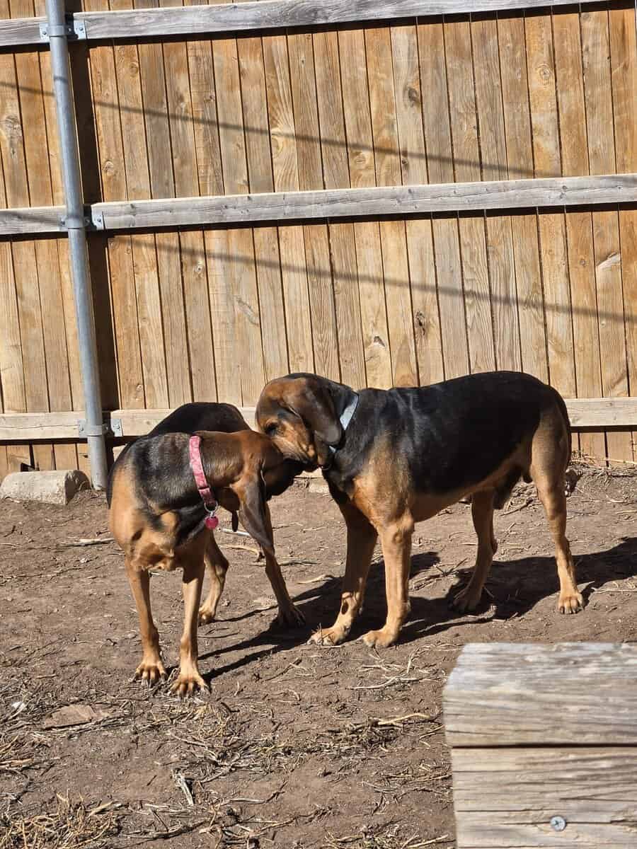2 bloodhounds image 2