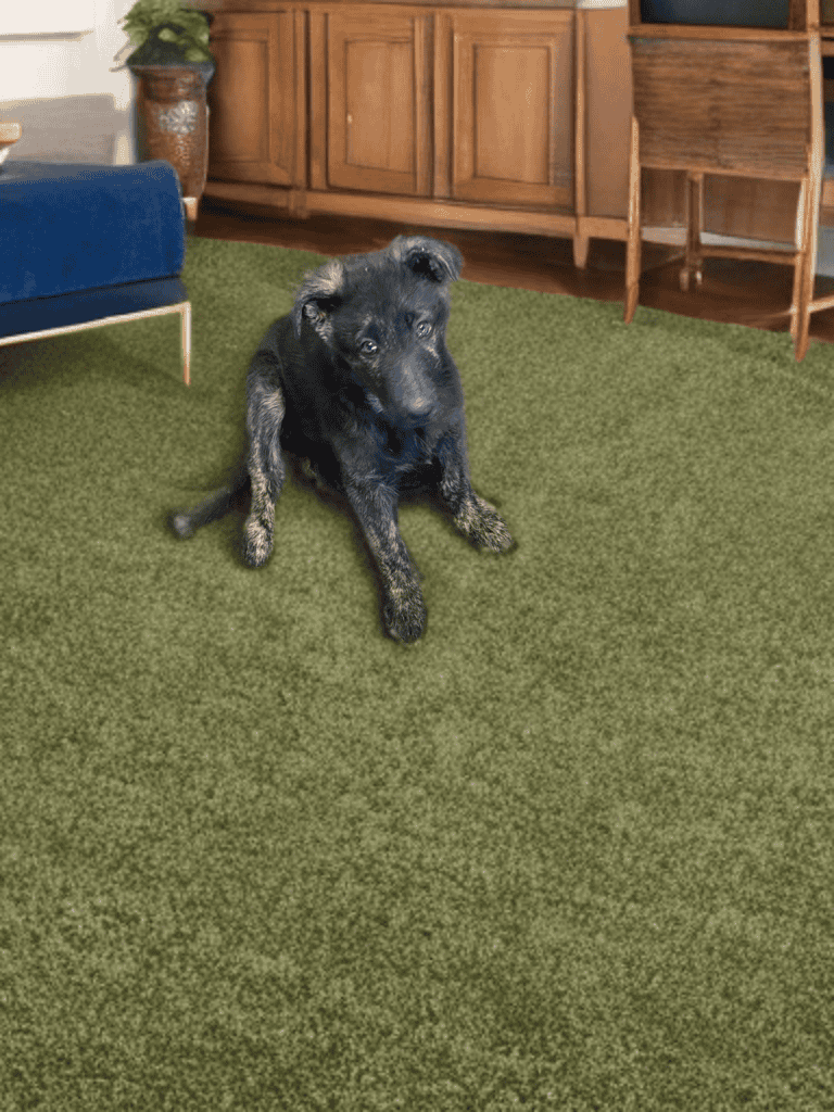 AKC German Shepherd Puppies image 1