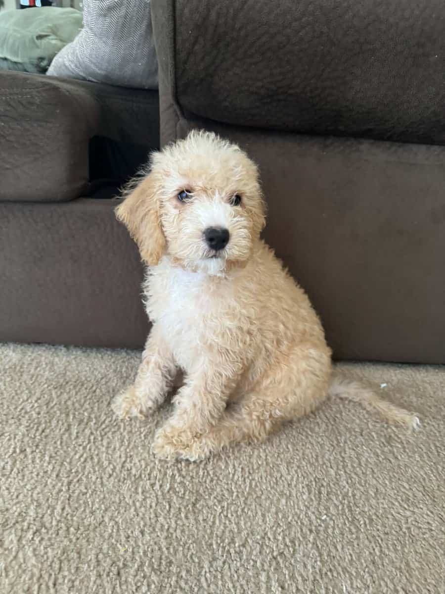 Mini Goldendoodles, 2 female and 1 Male left image 2