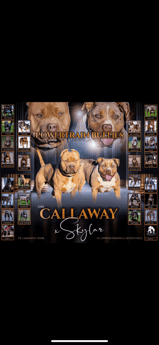 XL bully puppy image 4