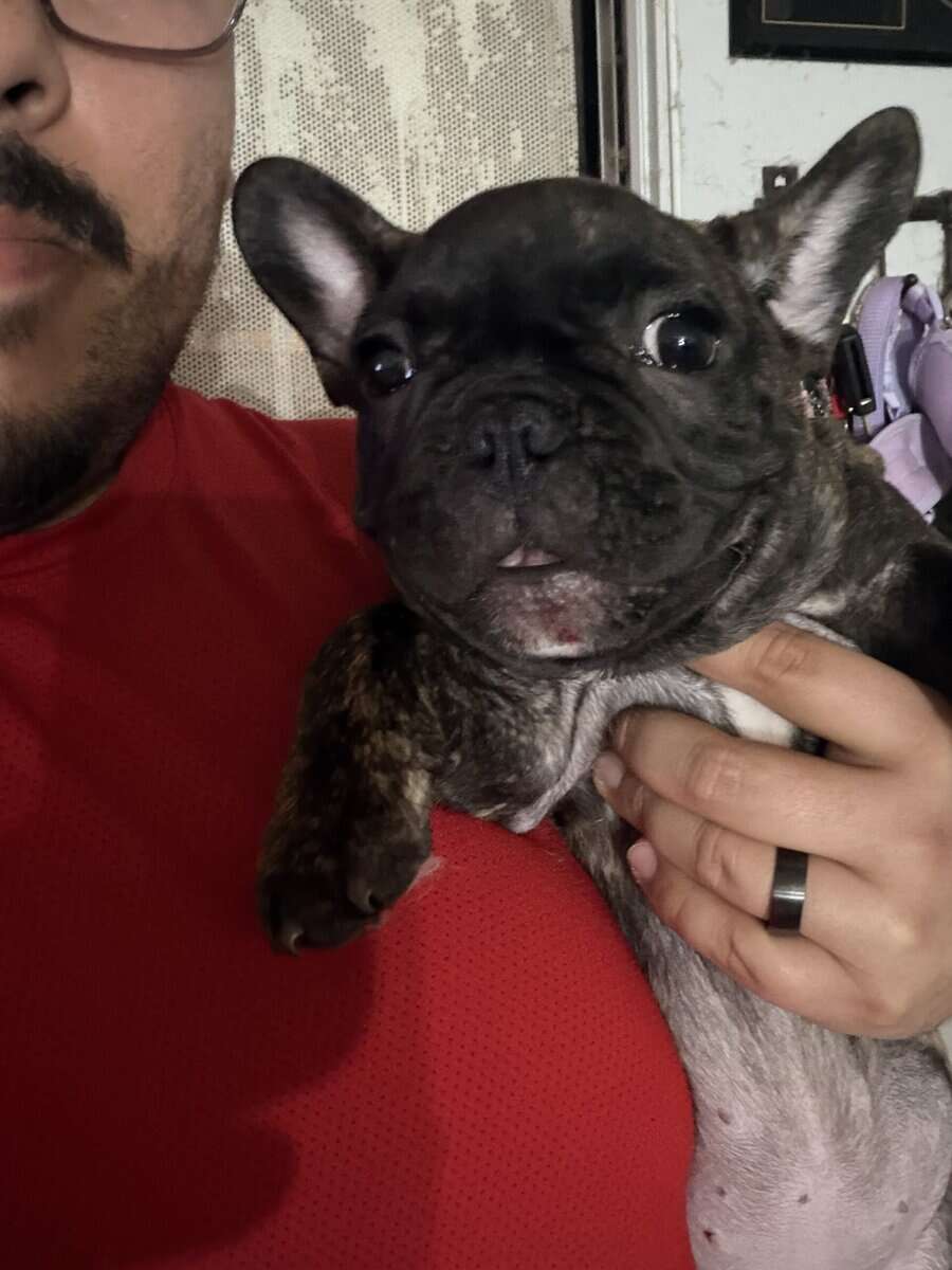 AKC Female French Bulldog image 7