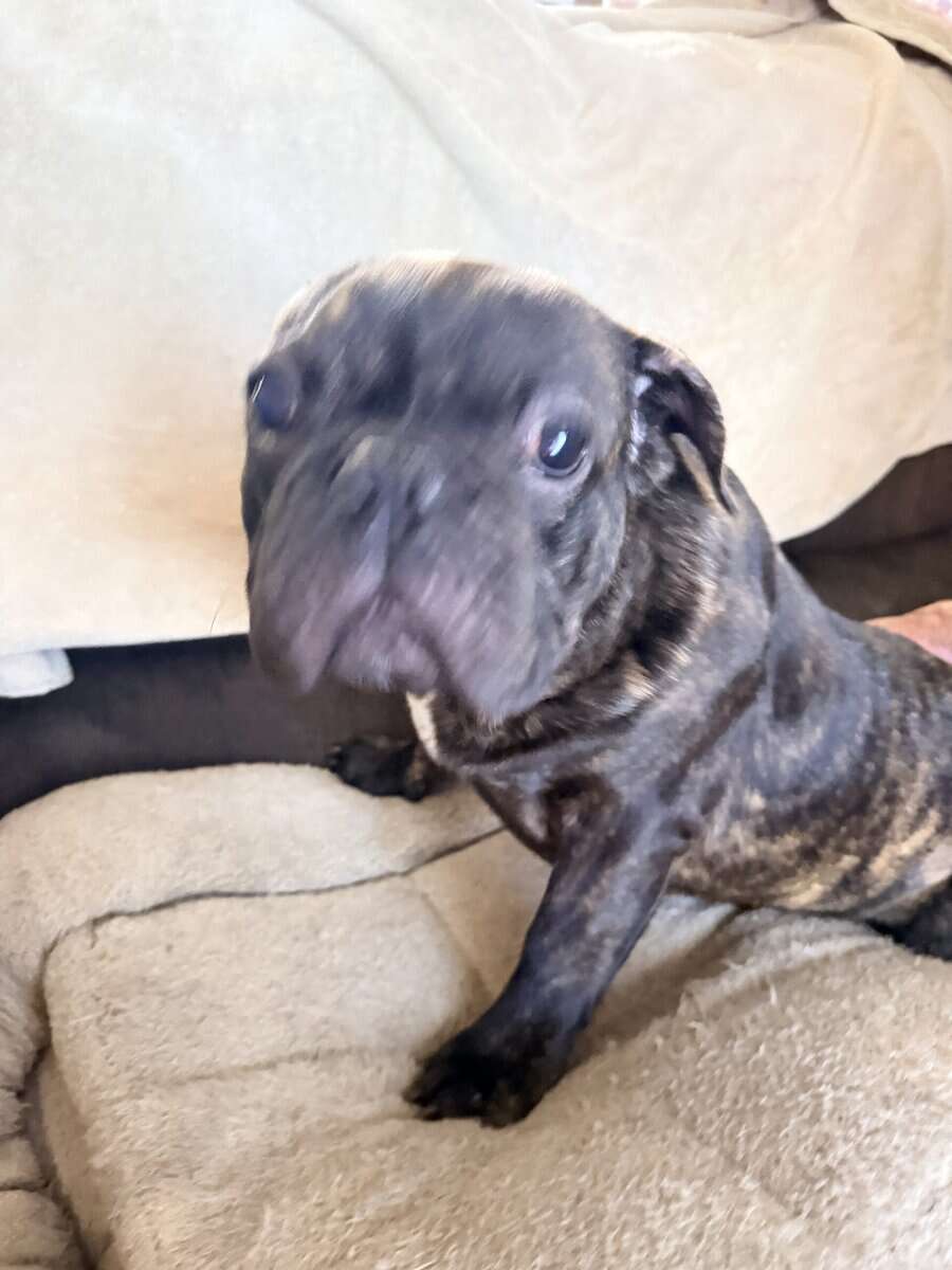French Bulldog for sale “Dewey” image 3