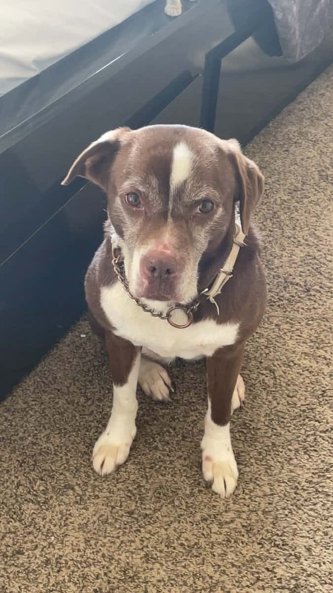 Sweet female pit mix needs rehoming image 1