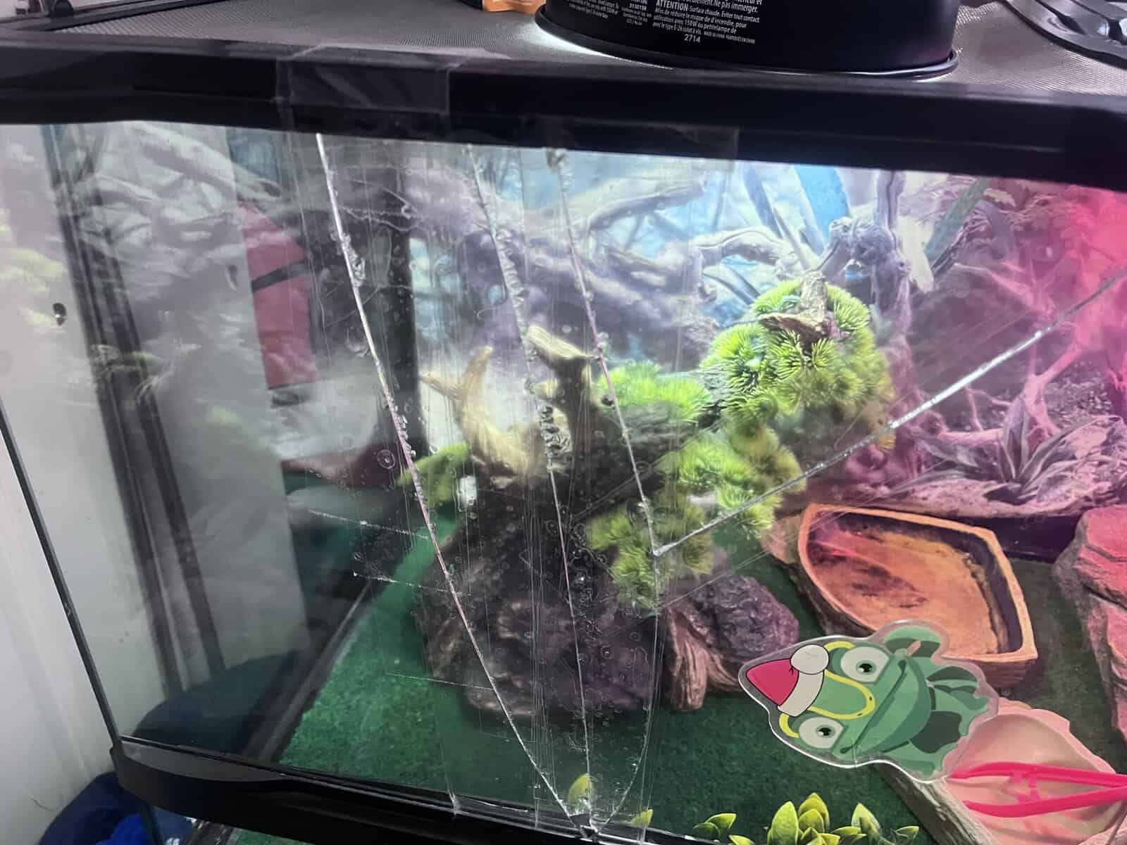 Bearded Dragon, and accessories image 7