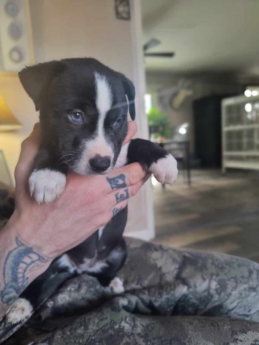 Pitsky puppies image 1