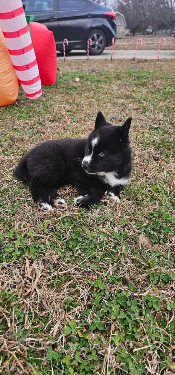 Aveline the Pomsky image 2