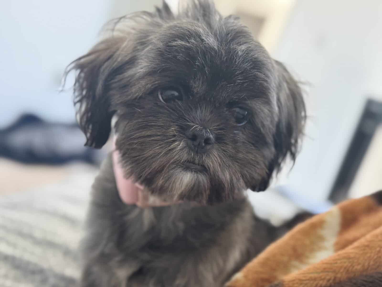 Puppy Shihtzu image 1