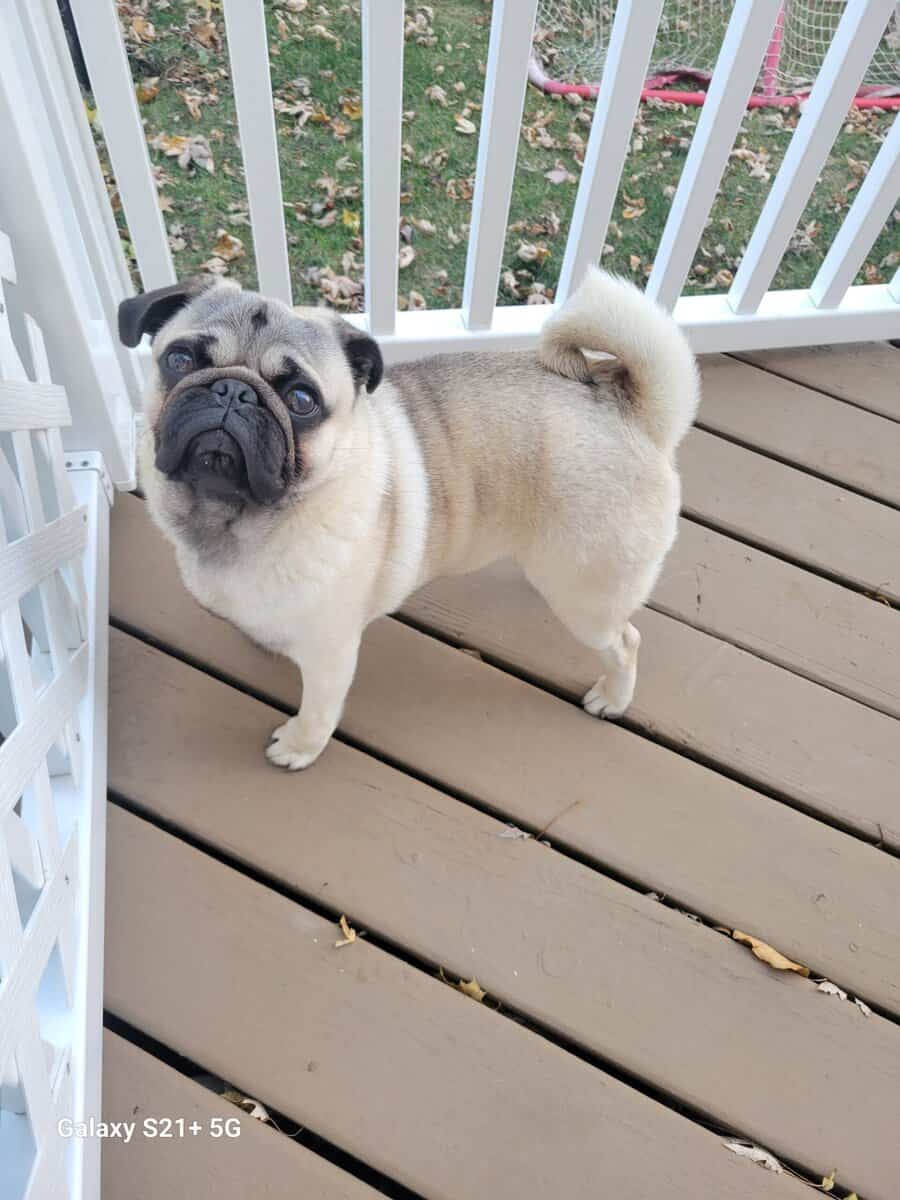 Pug Puppy image 1