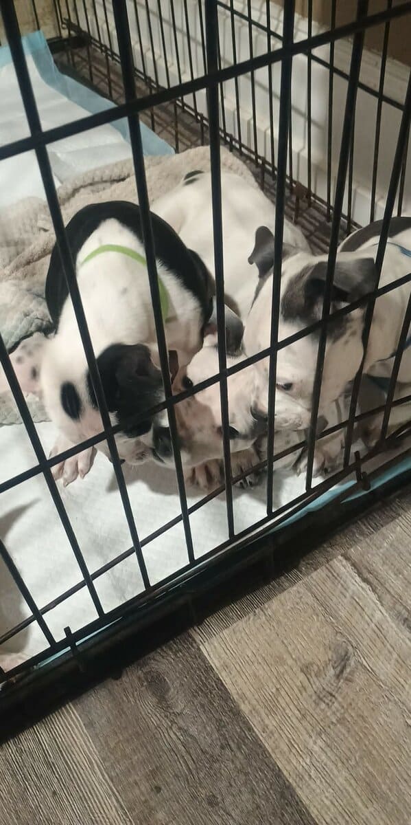 3 puppies looking for a good home! image 5