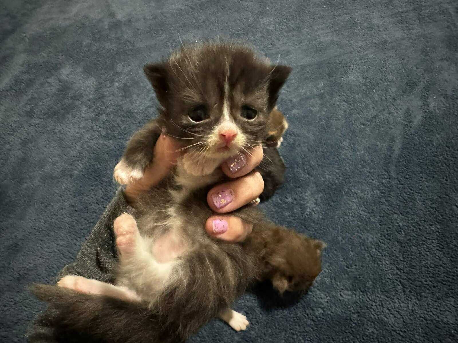 Tuxedo male standard Munchkin image 4