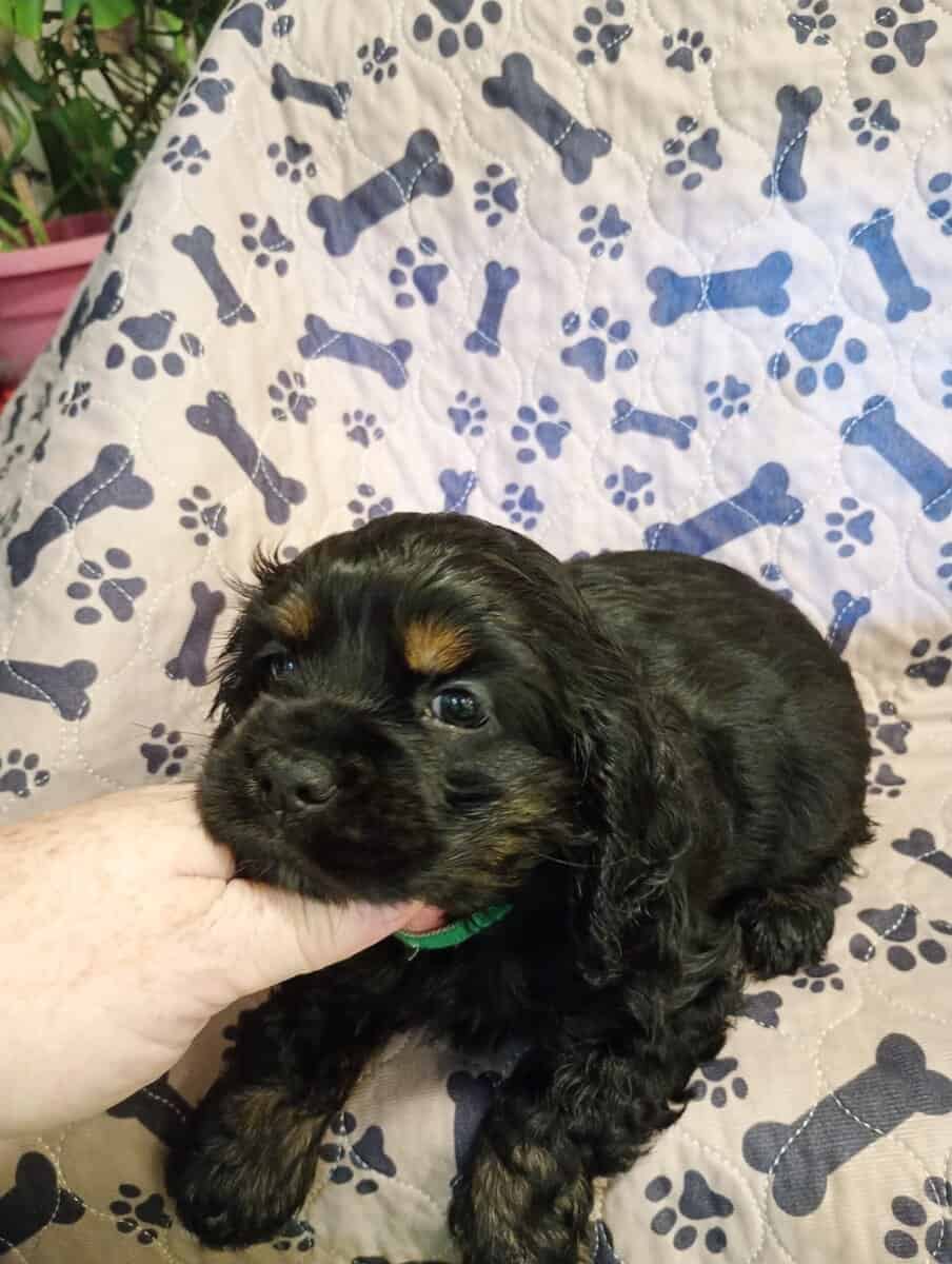 Cocker spaniel girls image 8