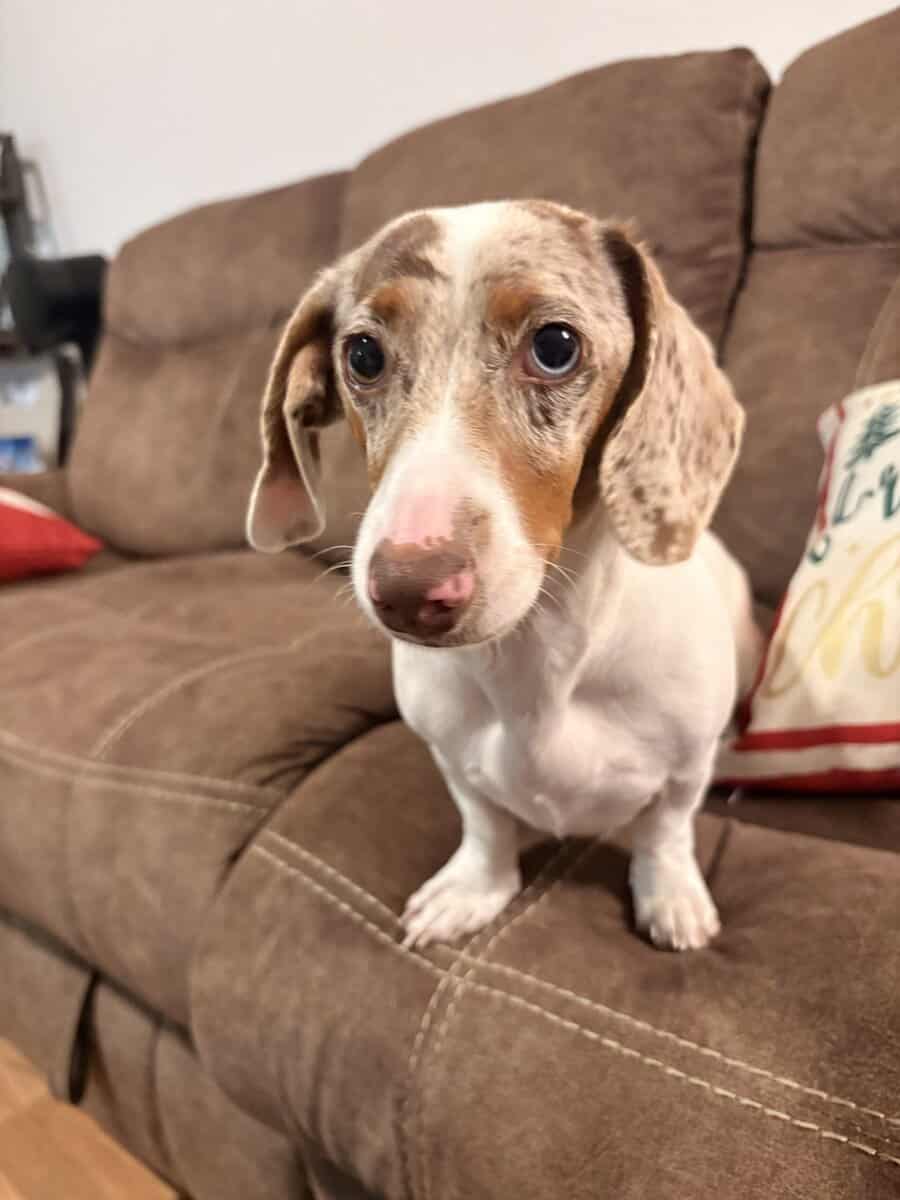 Loving Dachshund Woody image 1