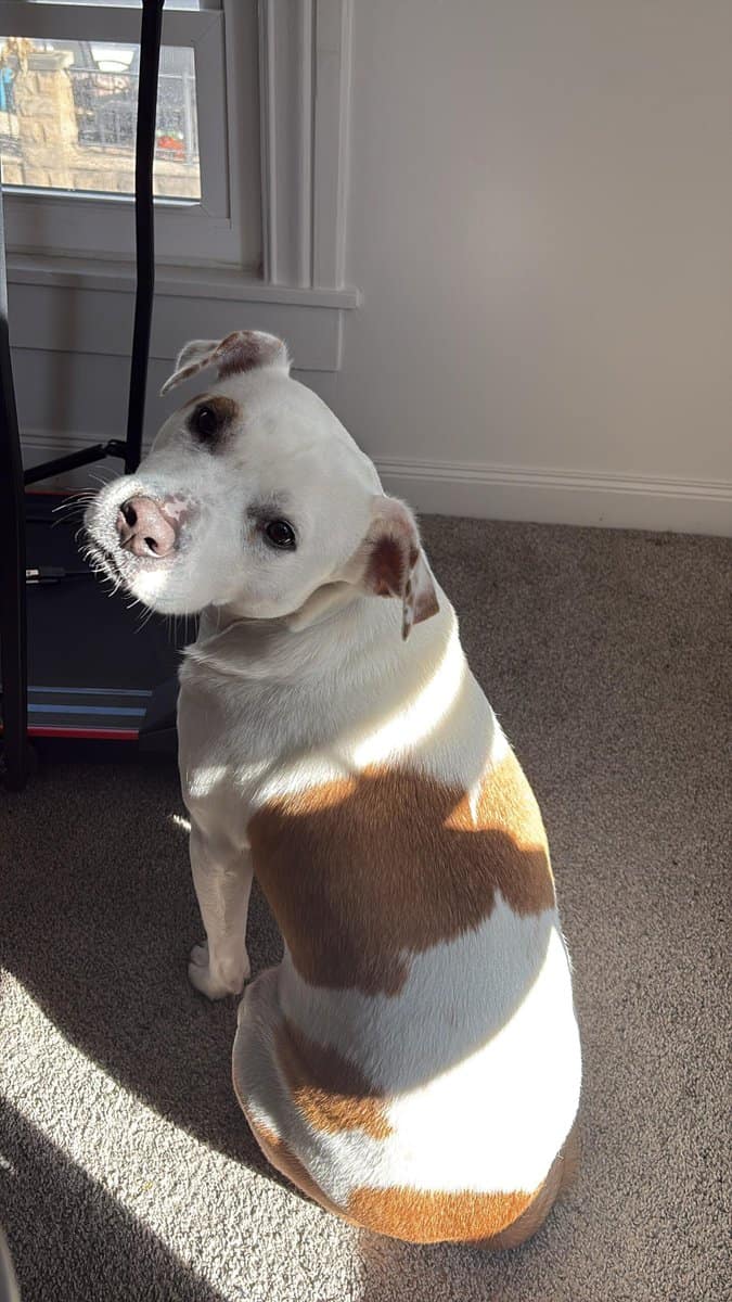 Princess rehoming image 1