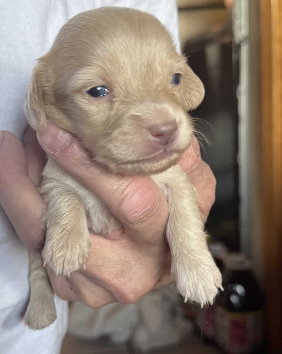 AKC Dachshund puppies image 4