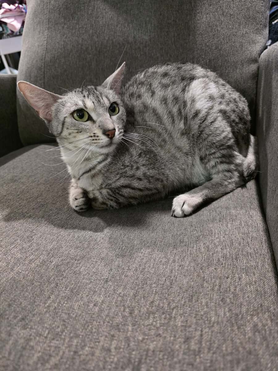 Unaltered Female Egyptian Mau Cat 3 Yrs old image 1