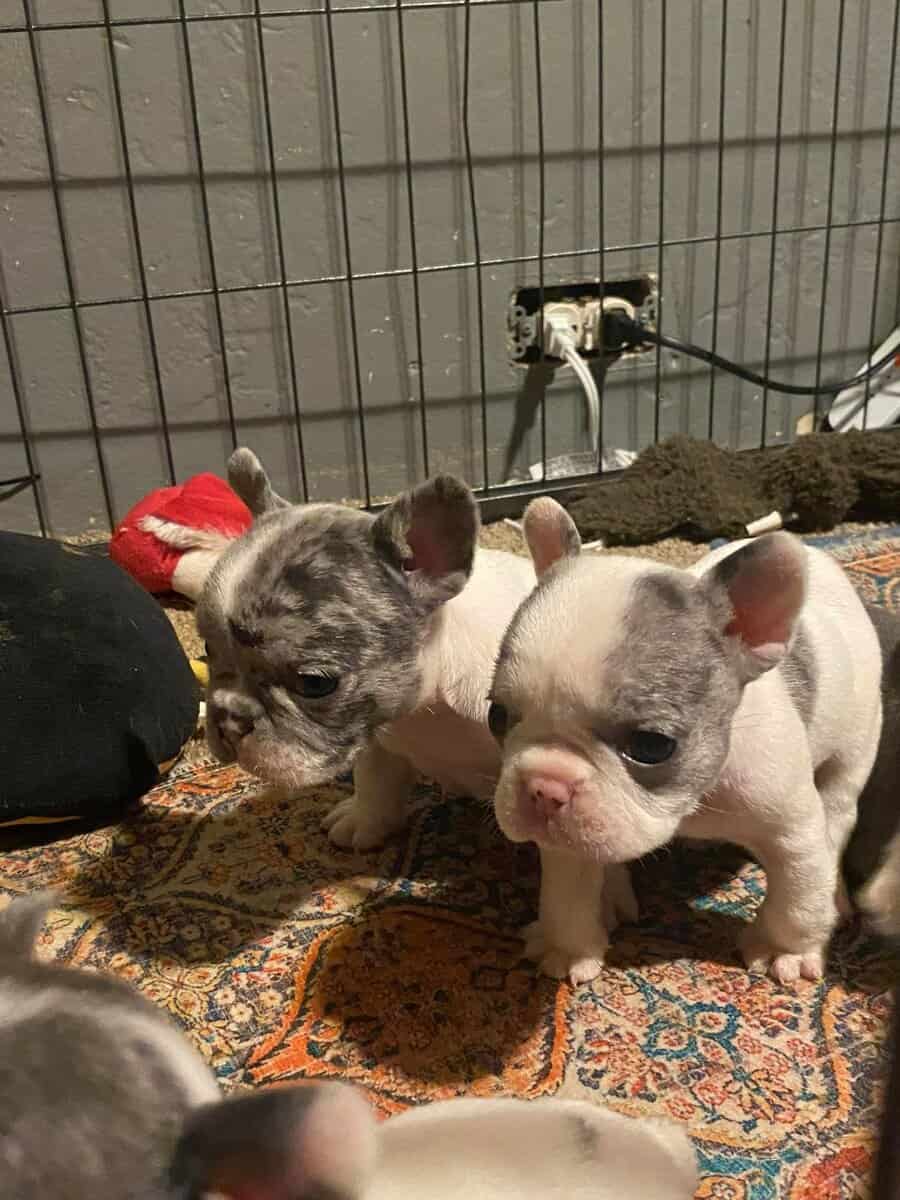 Frenchies image 1