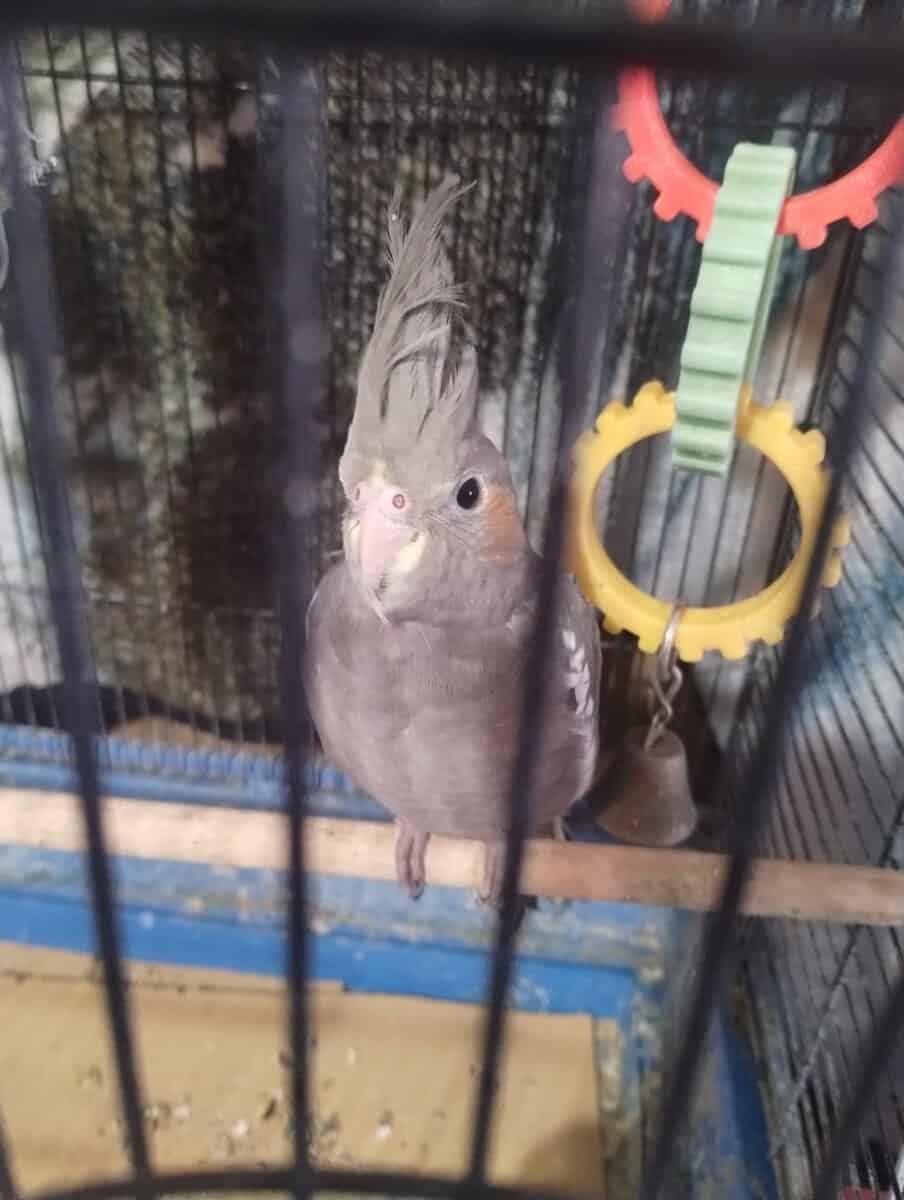 Baby Female cockatiels for sale!! image 3