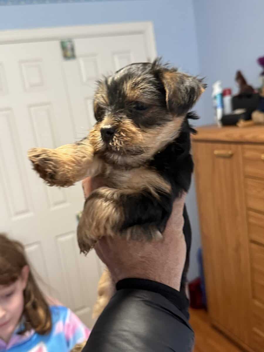 Yorkie puppies image 2