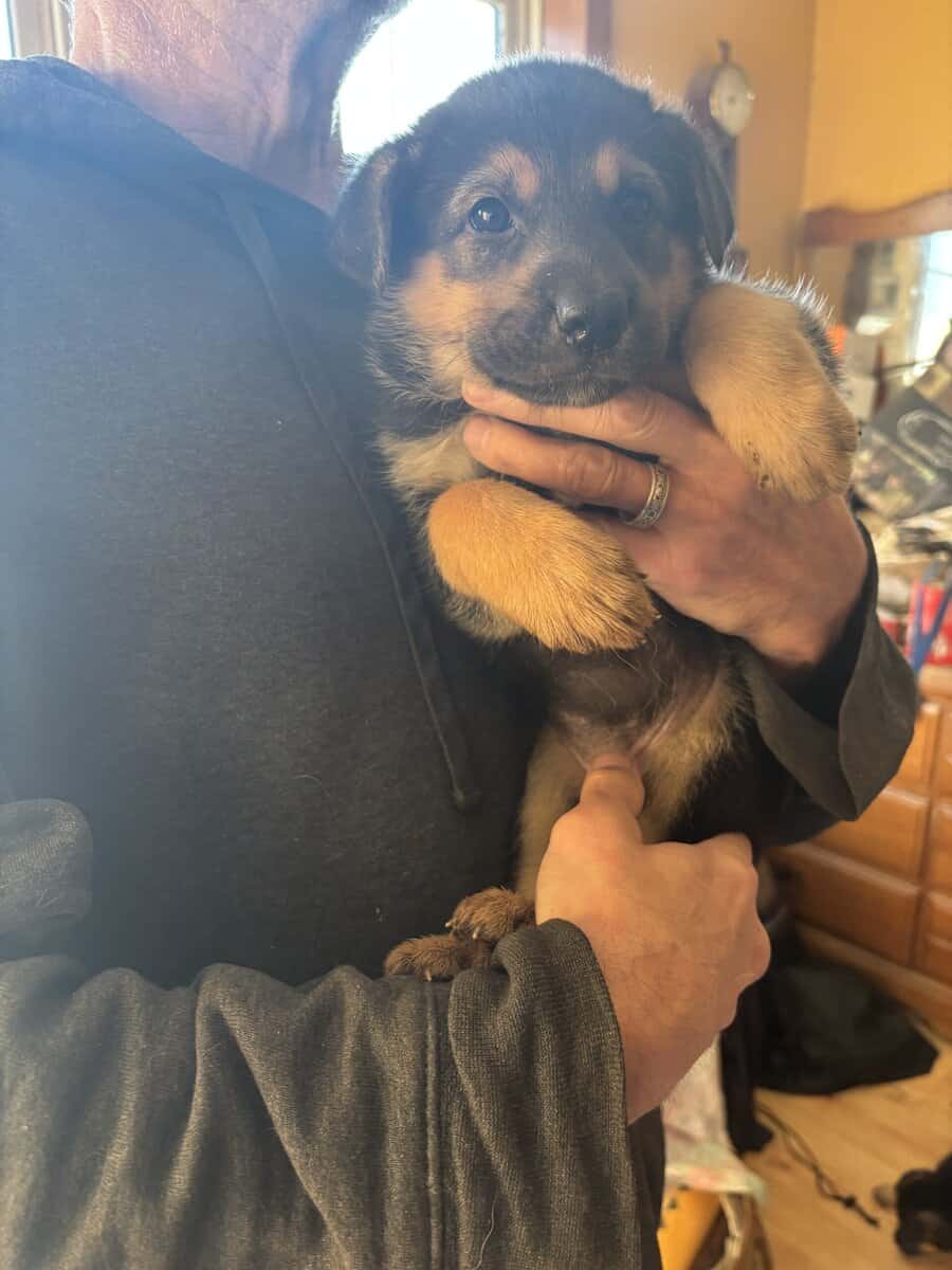 German Shepherd puppies be ready to go for Christm image 2