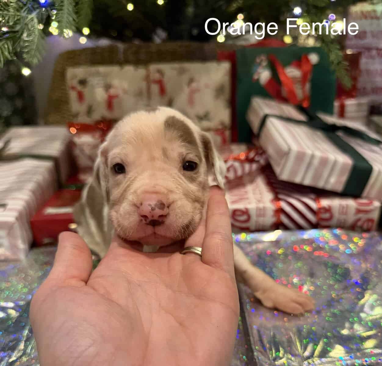 Daniff puppies image 2