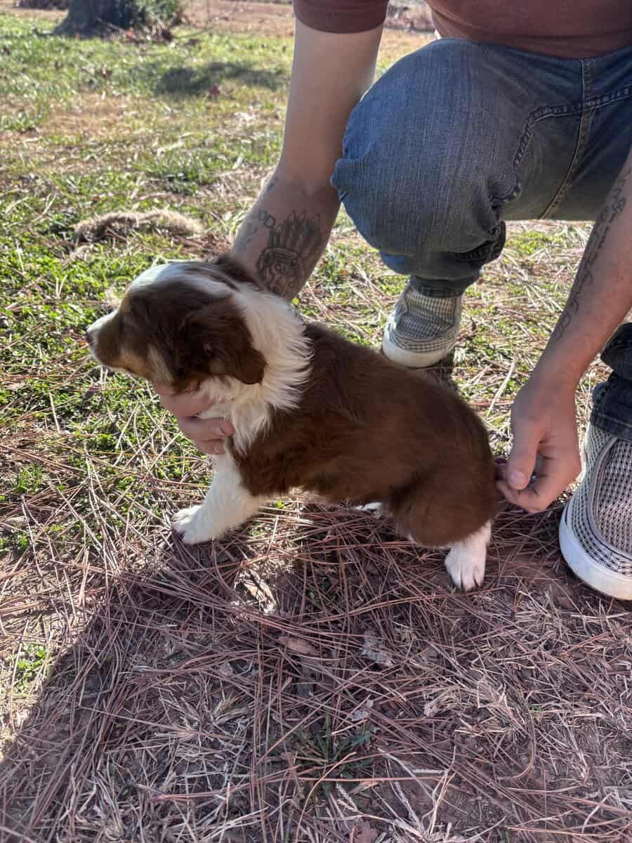Mini/toy Aussies image 4